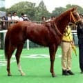 【東京４Ｒ・２歳新馬】ユイノエスポワールが豪脚でＶ　大野拓弥騎手「まだ粗削り」　国枝厩務員の担当馬は３着