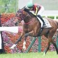【阪神5R新馬戦結果】インカルナータが逃げ切りV エフフォーリア産駒、早くも勝ち上がり3頭目