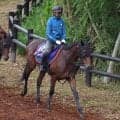 日曜阪神競馬場の注目激走馬…阪神１１Ｒ宝塚記念・Ｇ１