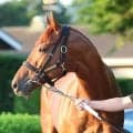 【宝塚記念】２４年ダービー馬はまたもや勝利ならず　３番人気ダノンデサイルは最後に追い込むもＧ１・４連続の３着