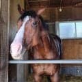 【函館・三戸の特注馬】大物の予感漂うコックニーが２１日の函館でデビュー予定　陣営「スピードが強みです」