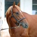 【しらさぎＳ】「競馬場の雰囲気に…」と陣営が前走を振り返るエコロアルバ　唯一の３歳馬として古馬撃破へ