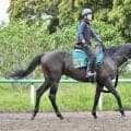 コナパームスが日曜東京で初陣 半姉は桜花賞2着馬コナコースト/関東馬メイクデビュー情報