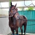 【ＰＯＧ】２億円超えのフライトライン産駒ショウナンガレオンが７月５日函館でデビュー予定　陣営「素晴らしい才能」