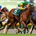 【しらさぎS展望】3歳馬エコロアルバの巻き返しに期待