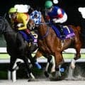 【川崎・関東オークス】世代のダート女王決定戦 “砂のオークス”に14頭