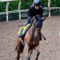 【府中牝馬Ｓ】連覇を狙うセキトバイーストはＣＷコースで軽快　陣営「今年に入って、一番いい」