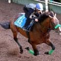 【しらさぎＳ】実績馬エルトンバローズ鋭い伸び脚　初タッグ松若風馬騎手「さすがは重賞を勝っている馬だな」