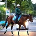 【注目馬動向】しらさぎＳに出走予定のベラジオボンドは左前脚のじん帯を痛めたため出走回避
