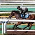 【函館記念・１週前】昇級戦で重賞初挑戦のイガッチが好調をアピール　陣営「強い負荷をかけました」