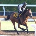 【府中牝馬Ｓ】パラディレーヌは久々に当週コース追い　軽めの３ハロン追いにも千田調教師「そんなにやらなくていい」