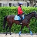 【注目馬動向】エプソムＣ６着のカラマティアノスは引き続き津村明秀騎手で七夕賞へ　福島に初参戦