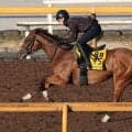 【府中牝馬Ｓ】軽めでも連覇へ一戦ごとに上昇中のセキトバイースト　陣営「コンスタントに使った方が動きは良くなる」