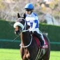 【関東オークス】佐賀から挑戦のサキドリトッケンは最下位１４着　吉原寛人騎手「気持ちも入らず進んでいかなくなった」
