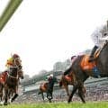 “香港最強馬”が引退後に日本移住→素顔は「可愛い甘えん坊」で大人気！ゴールデンシックスティのグッズ発売もすでに「残りわずか」