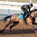 【ＰＯＧ】母系にＧ１活躍馬がズラリ　２０日東京デビューのコナパームスに森一誠調教師「心肺機能が高くていい馬」
