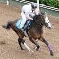 重賞２勝馬カンチェンジュンガ浅屈けん炎で引退に庄野調教師「あの派手な顔に、またどこかで…」　今後は乗馬になる予定　