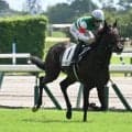 【ラジオNIKKEI賞想定馬・騎手】ローベルクランツ、サウンドムーブなど20頭