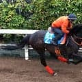 【函館記念・理貴の特注馬】武豊騎手と８戦ぶりにコンビ復活のケイアイセナ　昨夏レコード駆けの函館で躍動