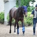 安田記念馬シックスペンスはジャックルマロワ賞を目指す　シュトラウスも　キャロットクラブが発表