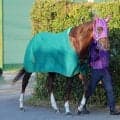 【ラジオＮＩＫＫＥＩ賞】清水英調教師「体に厚みが出た」　パワーアップした重賞２着馬ガリレアが復活を期す