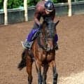 【注目馬動向】日本ダービー５着のマテンロウゲイルはセントライト記念から始動