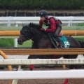 【JRA新馬戦】ラッキーライラックの仔ラッキースパークルなどがデビュー