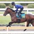 【ＰＯＧ】６・２８福島デビューのレッジェランツァは素材の良さ魅力　最終追いはＷコースでラスト１１秒０！