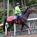 【札幌記念】喉の手術明けエコロヴァルツは仕上がりがポイント　牧浦調教師「本当にいい時と比べると…」