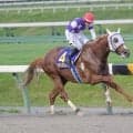【盛岡・クラスターC】JBCスプリントを見据える砂の快足馬が激突 サンライズアムールの連覇か、他馬の台頭か