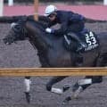 【注目馬動向】レパードＳ２着のパイロマンサーはジャパンダートクラシックへ　吉村調教師「一番強い競馬をしてると思う」