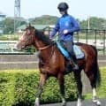 【札幌記念】３年ぶりＶ目指すローシャムパークは活気が戻るか　陣営「正直、ちょっとパンチが足りないです」