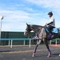 【札幌記念】凱旋門賞挑戦のアドマイヤテラは休み明けの不安なし　陣営は距離について「多少は短いけど…」