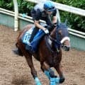 【中京記念】故障を乗り越えたカズミクラーシュが３度目の重賞挑戦で初タイトルへ　初コンビのＭデムーロ騎手が絶好の感触