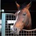 500万下から連闘で重賞初制覇 メジロパーマーの91年札幌記念をプレイバック
