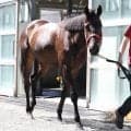 【中京記念】牡馬相手でもラヴァンダはひるまない　中村調教師「夏の暑さにも耐えてくれています」坂路で美しい加速ラップ