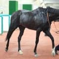 【注目馬動向】鬼脚で古馬撃破のラベルセーヌは秋華賞を目標　三面川特別快勝を上がり最速３２秒３の末脚で快勝