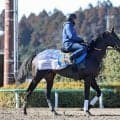 【新潟ジャンプＳ】喉手術で復調してきたブラックボイス　浅利調教師「なじんで能力を出せるようになってきた」