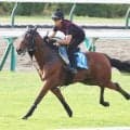 【札幌記念】グランディアは芝コースを単走で素軽い動き　陣営「すごく良かった前走に近い状態になってくれる」