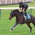 【札幌記念】ゴール後も勢い止まらず　昨年日本ダービー３着のショウヘイが余力十分の追い切り