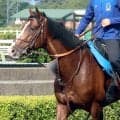 【札幌記念】札幌で好走率が大幅にアップする種牡馬が見逃せない！狙いは経験値あるハービンジャー産駒の２頭