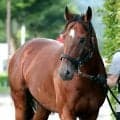 【１５日の注目・中京６Ｒ】祝ぬいぐるみ化！「はるお」ことハルオーブ御礼ＶのＪＲＡ２勝目狙う