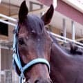 【注目馬動向】オークス３着のラフターラインズは毎日王冠からエリザベス女王杯を目標