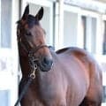 【注目馬動向】レガレイラはオールカマーで秋始動　サンデーサラブレッドクラブが発表