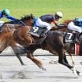【新潟・上越Ｓ】３年１か月ぶりＶ！エンヤラヴフェイスが上がり最速３５秒５で差し切る　川須騎手は３か月ぶりの勝利