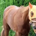 【注目馬動向】桜花賞馬スターアニスはスプリンターズＳへ　未勝利以来の１２００戦