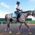 【札幌記念・馬トク最終ジャッジ】凱旋門賞を見据えるアドマイヤテラ　２年５か月ぶりの２０００メートルがカギ