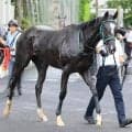 【注目馬動向】新馬戦を３馬身半差完勝のリサナウトは９月２７日中山のサフラン賞へ　祖母はエアグルーヴ