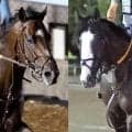 【ジャックルマロワ賞】日本馬２頭は歴史に名を刻めず　武豊騎手のシックスペンス、シュトラウスともに敗れる