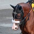 【キーンランドＣ】Ｇ１で活躍したクレアに続く姉妹Ｖへ　ナムラクララの前走は収穫大「今までと違う形で…」